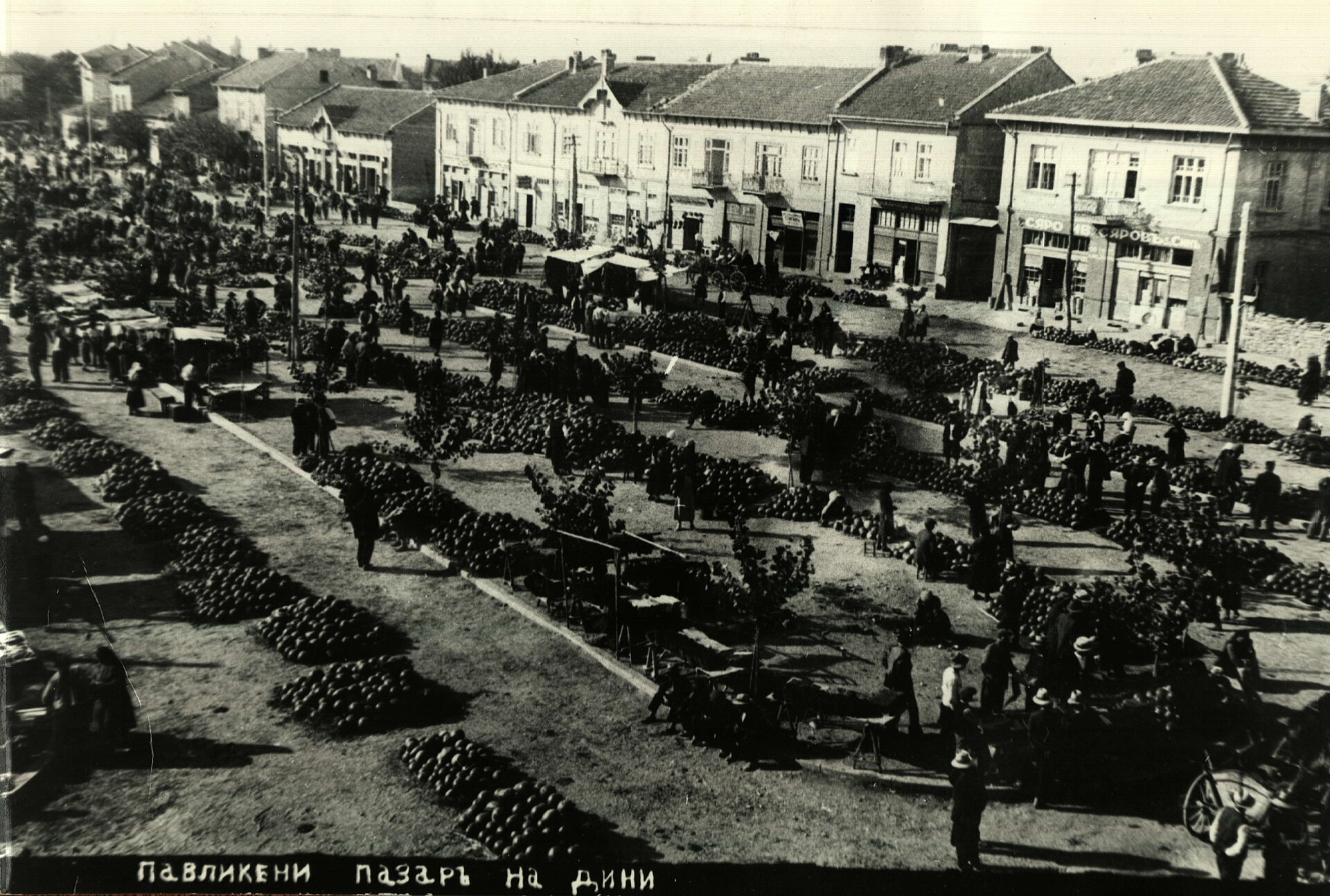 Павликени